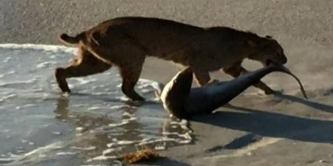 Un Lynx Attrape Un Requin Sur Une Plage La Libre