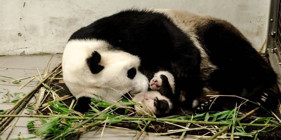 Le Bebe Panda De Pairi Daiza Grandit Bien Photos La Libre
